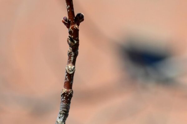 Acer rubrum ′Autumn Flame′ - Buds