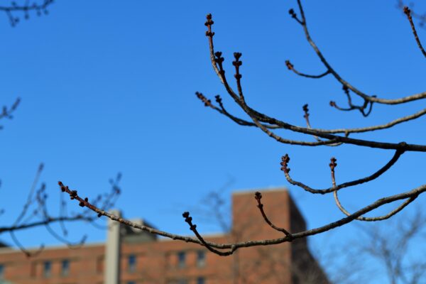 Acer rubrum ′Autumn Flame′ - Twigs and Buds