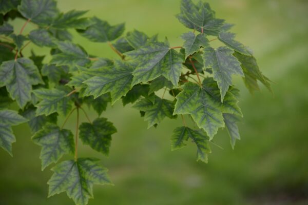 Acer rubrum ′Autumn Flame′ - Foliage