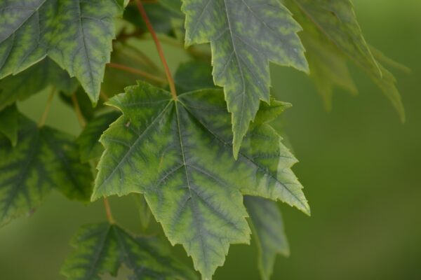 Acer rubrum ′Autumn Flame′ - Foliage