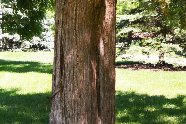 Juniperus virginiana - Bark