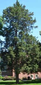 Juniperus virginiana - Overall Habit