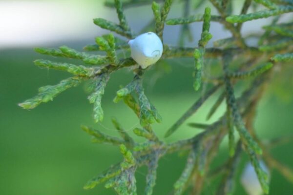 Juniperus virginiana - Fruit and Foliage
