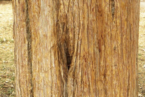 Juniperus virginiana - Bark