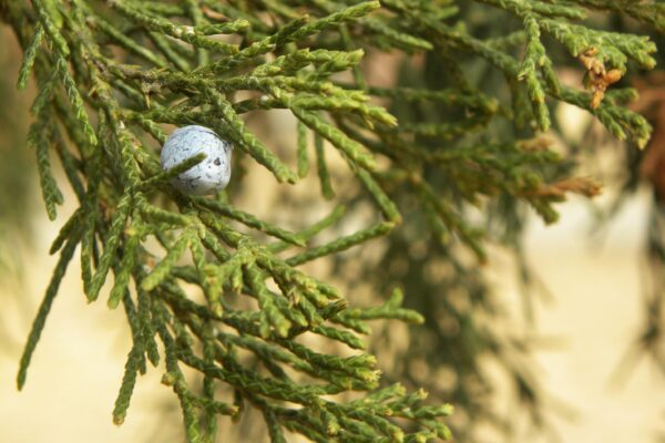 Juniperus virginiana - Foliage and Fruit