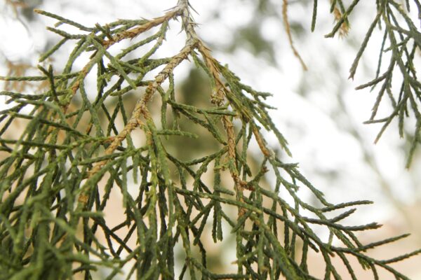 Juniperus virginiana - Foliage