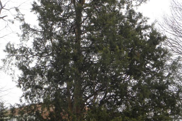 Juniperus virginiana - Winter Habit