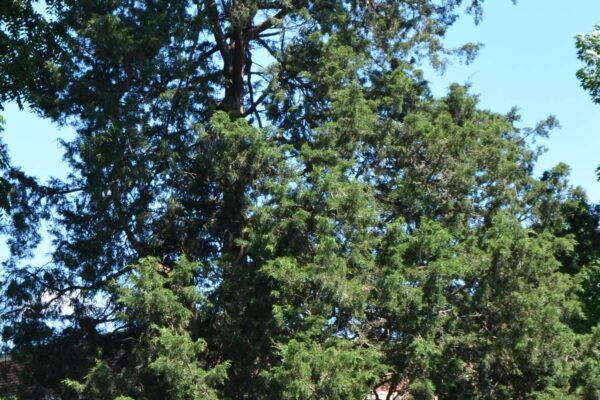 Juniperus virginiana - Overall Habit