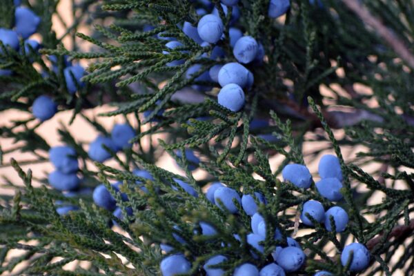 Juniperus virginiana ′Canaertii′ - Fruit