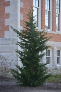 Juniperus virginiana ′Canaertii′ - Overall Tree