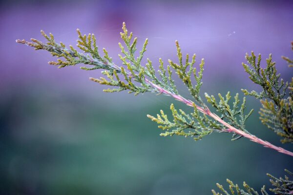 Juniperus virginiana ′Canaertii′ - Foliage