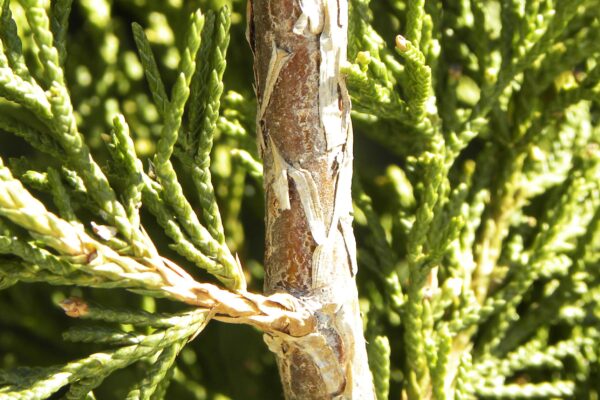 Juniperus virginiana ′Canaertii′ - Foliage and Bark