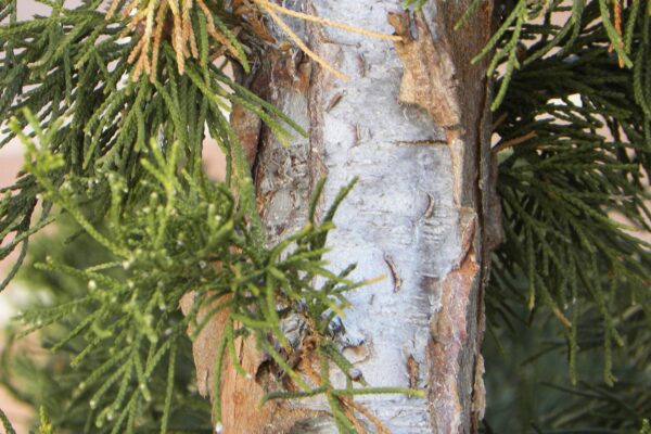 Juniperus virginiana ′Canaertii′ - Bark