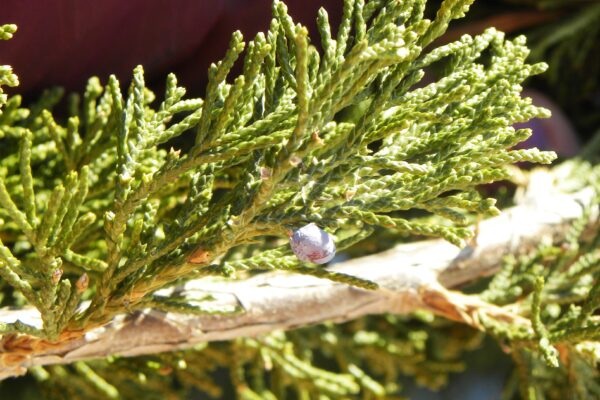 Juniperus virginiana ′Canaertii′ - Foliage and Fruit