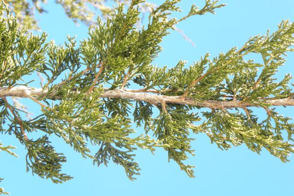 Juniperus virginiana ′Canaertii′ - Branch