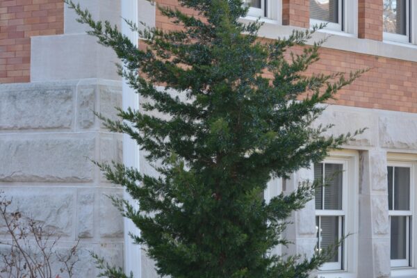 Juniperus virginiana ′Canaertii′ - Overall Tree