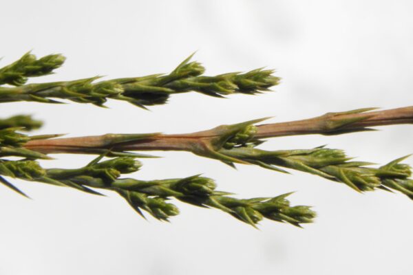 Juniperus virginiana ′Canaertii′ - Buds