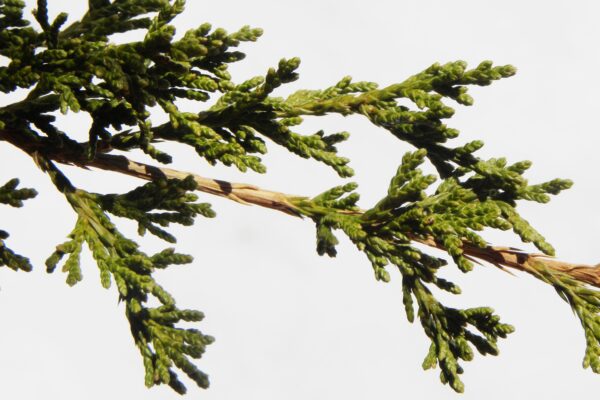 Juniperus virginiana ′Canaertii′ - Foliage