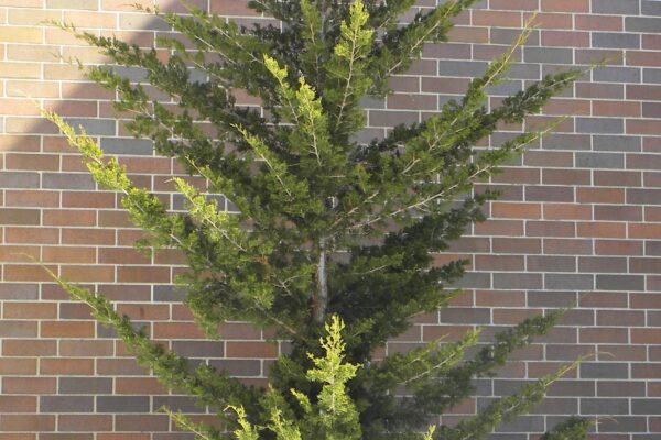 Juniperus virginiana ′Canaertii′ - Winter Habit