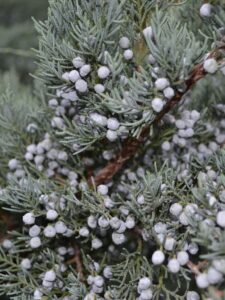 Juniperus virginiana ′Glauca′ - Fruit and Foliage