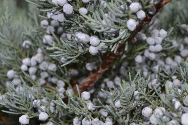 Juniperus virginiana ′Glauca′ - Fruit and Foliage