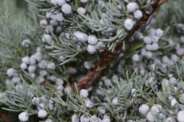 Juniperus virginiana &prime;Glauca&prime; - Fruit and Foliage