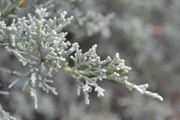 Juniperus virginiana ′Grey Owl′ - Foliage