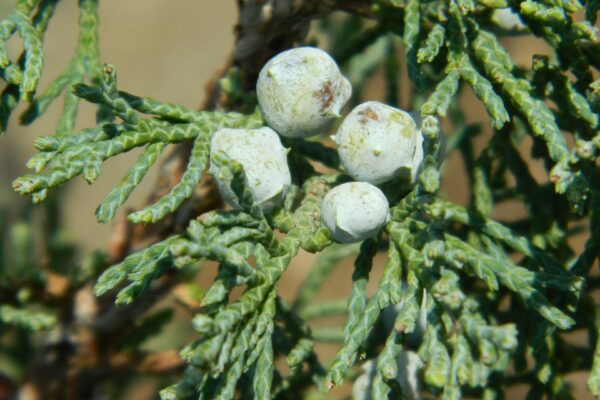 Juniperus virginiana ′Grey Owl′ - Berries (Cones)