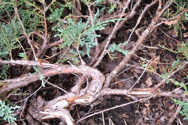 Juniperus virginiana ′Grey Owl′ - Bark