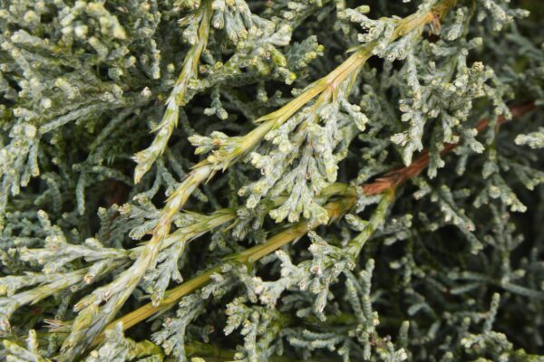 Juniperus virginiana ′Grey Owl′ - Buds and Foliage