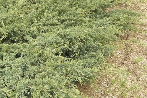 Juniperus virginiana ′Grey Owl′ - Winter Habit