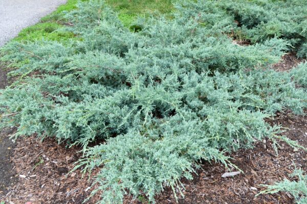 Juniperus virginiana ′Grey Owl′ - Overall Habit