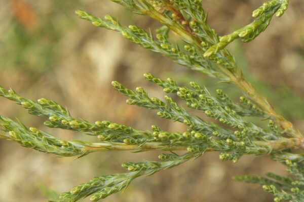 Juniperus virginiana ′Grey Owl′ - Foliage and Buds