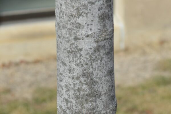 Acer rubrum ′Autumn Spire′ - Bark
