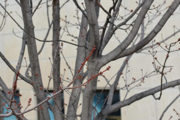 Acer rubrum ′Autumn Spire′ - Branches