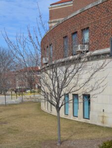 Acer rubrum ′Autumn Spire′ - Winter Habit - Immature Tree