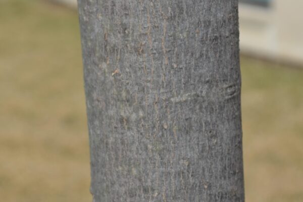 Acer rubrum ′Autumn Spire′ - Bark