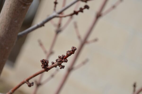 Acer rubrum ′Autumn Spire′ - Buds