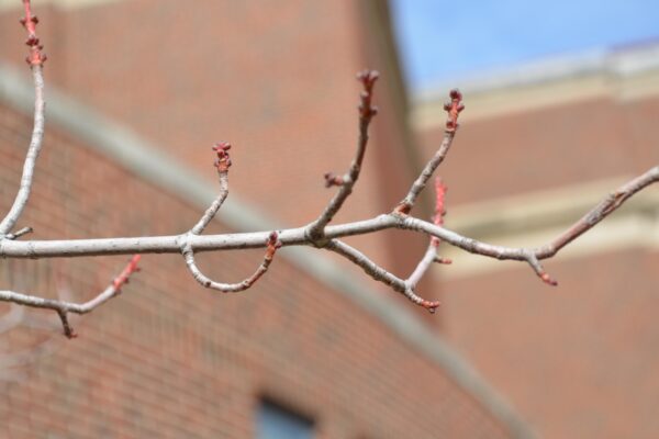 Acer rubrum ′Autumn Spire′ - Twig and Buds