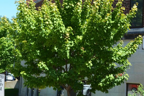 Acer rubrum ′Autumn Spire′ - Summer Habit