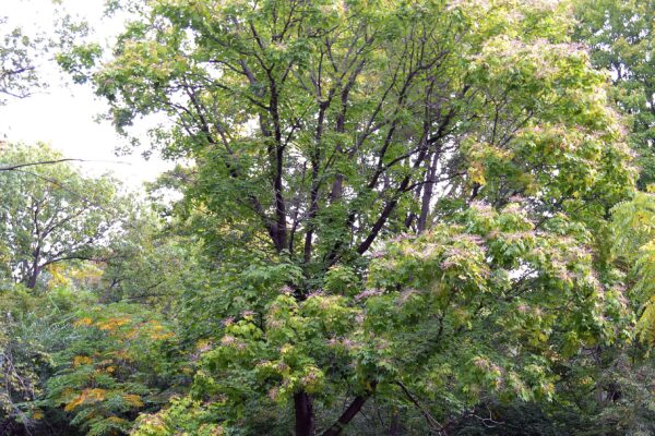 Kalopanax septemlobus - Tree with Fruits and Developing Fall Color