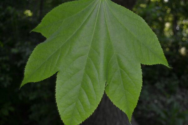 Kalopanax septemlobus - Leaf