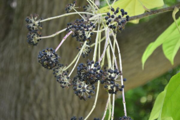 Kalopanax septemlobus - Cluster of Ripe Fruits