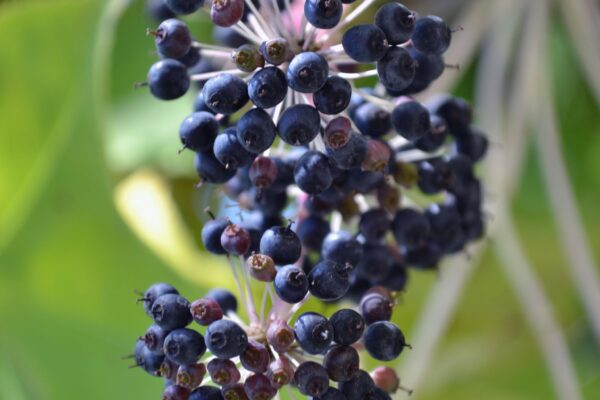 Kalopanax septemlobus - Smaller Clusters of Fruits