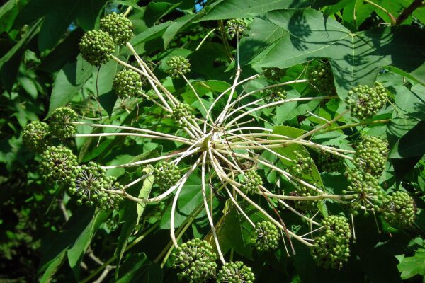 Kalopanax septemlobus - Cluster of Immature Fruits