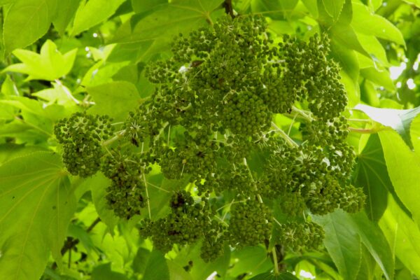 Kalopanax septemlobus - Cluster of Immature Fruits