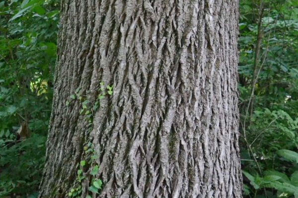 Kalopanax septemlobus - Bark