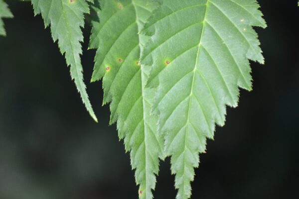 Kerria japonica - Leaves