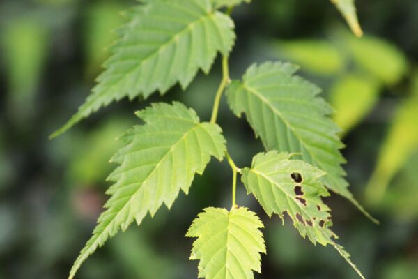 Kerria japonica - Foliage