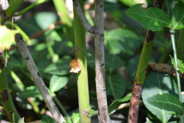 Kerria japonica - Young and Old Stems